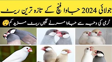 July 2024 Java Finch Latest Price Update | Java Sparrow Price 2024 |White,Silver,Gray,Fawn,Opel Java
