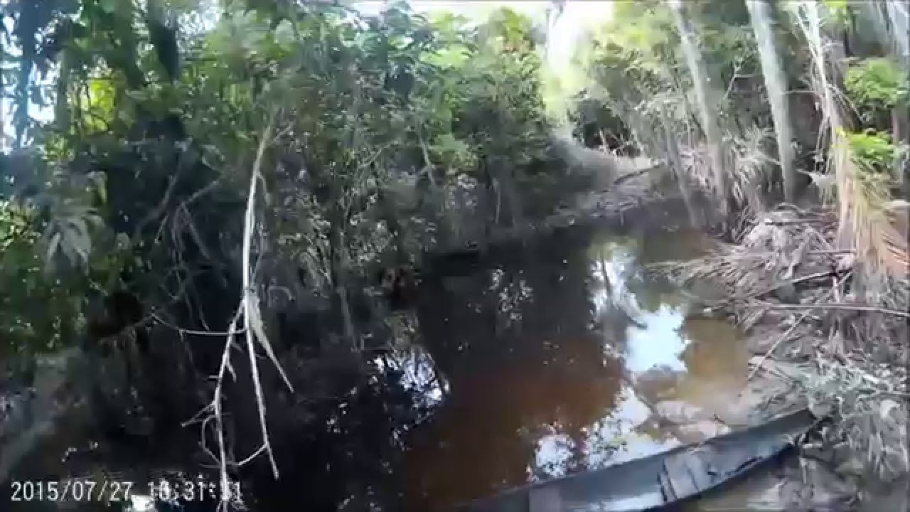 Laetacara thayeri habitat in the Rainforest of Peru