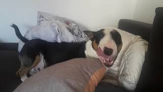 Bullterrier Will Nicht Aufstehen Bull Terrier Mini Miniatur Sofa Hund Haustier Bully Bulli Chillen