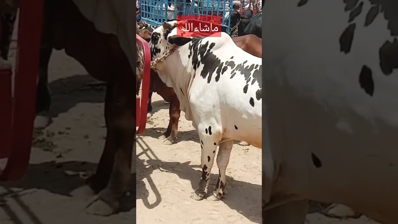 qurbani 