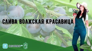 Слива Волжская Красавица