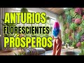 Como Cuidar Anturios Para Que Florezcan y nunca se te mueran