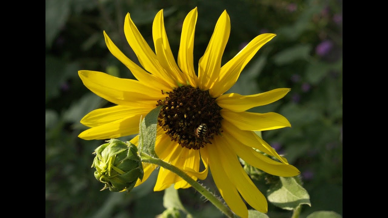 Why flowers turn to the sun Daphne Richards Central Texas Gardener