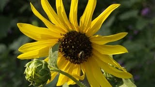 Why flowers turn to the sun |Daphne Richards |Central Texas Gardener