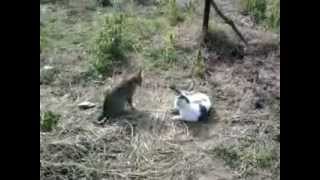 best cat fight by New channel 492 views 11 years ago 2 minutes, 34 seconds