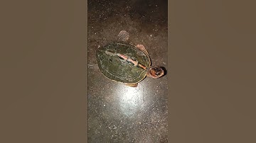 How to pet a turtle 🐢🐢 #shorts #turtle #tortoise #pets #animals