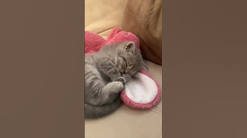 Cats Being Weird Again And We Love It