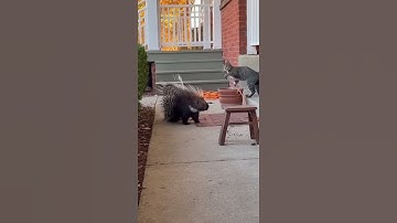 The Cat Closed In. The Porcupine Held. #catvs #porcupine #instinct #tension
