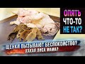 Неужели нас опять ждут проблемы с щенками Английского Бульдога?