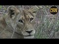 safariLIVE - Sunrise Safari - December 11, 2018
