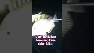 night spearfishing part 52,, lagi hoky gaes dobel kill ikan baronang 👍 #nightspearfishing #viral