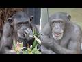 ケンジの娘 マリモとフクちゃん　東山動植物園　チンパンジー　202604