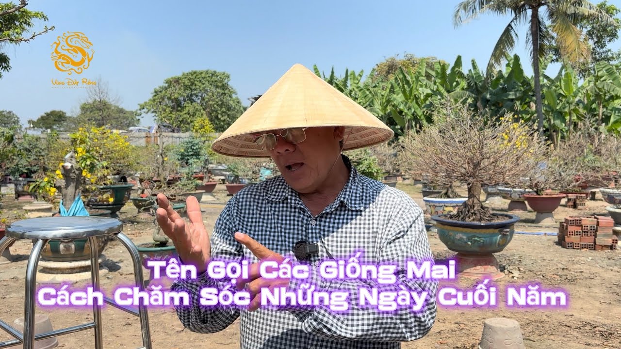 🐉Anh Út Đực nói về tên gọi các giống Mai & Cách chăm sóc Mai Vàng những ngày cuối năm|Vùng Đất Rồng 