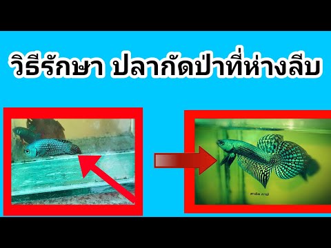 วิธีรักษา ปลากัดป่าที่ห่างลีบ