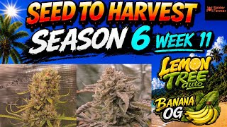 SEED TO HARVEST SZN 6 PART 2 | LEMON TREE BANANA OG: WEEK 11 (FINALE)