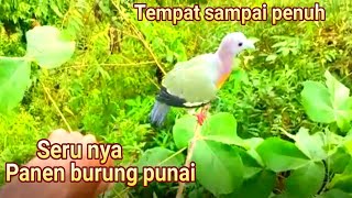 mikat burung punai daun pakai pulut lidi dapat banyak kumpulan video