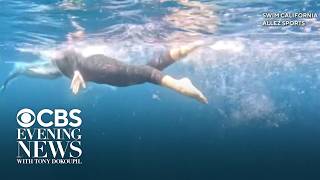 California woman trying to swim down entire California coast