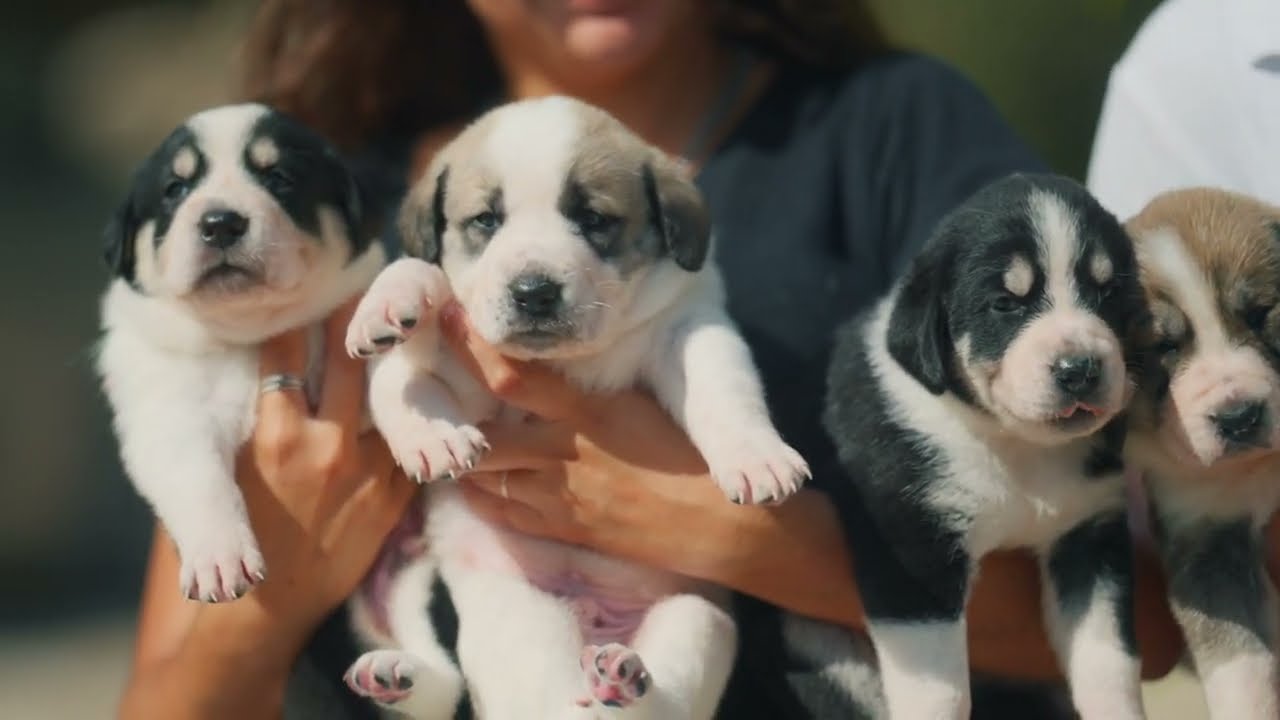 Giant Alabai Puppies For Sale YouTube