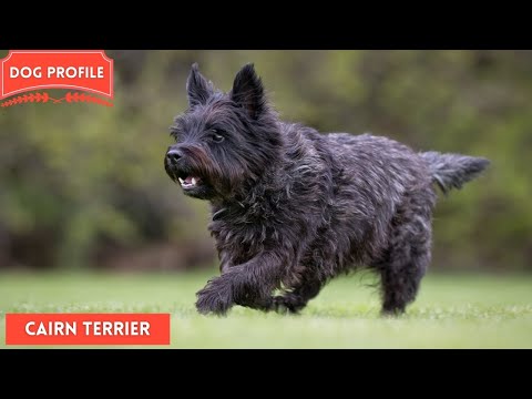 Vidéo: Quelle est la différence entre Schnauzers et Cairn Terriers?