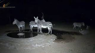 What Zebras Do at Night… Drinking, Rolling & Total Relax Mode