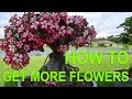 Adenium desert rose bonsai  getting more flowers all year round how to prune desert rose