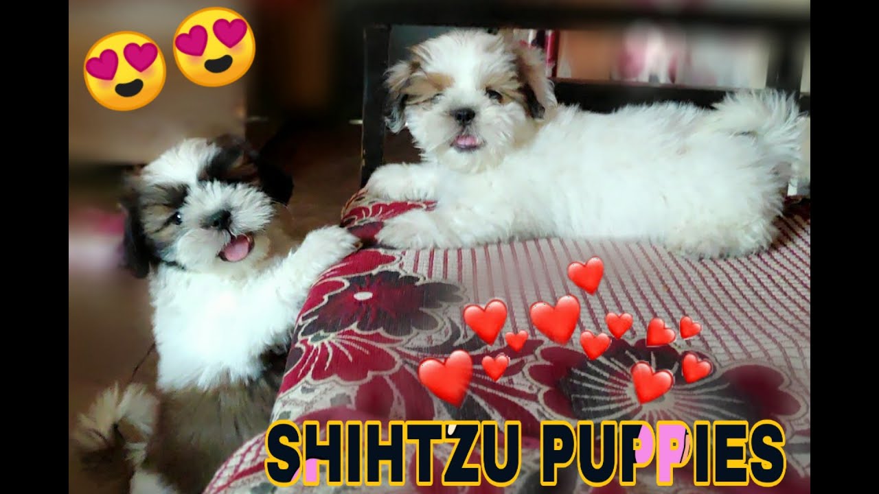 100 Pure Shih Tzu Puppies Available For Sale In Delhi Ncr