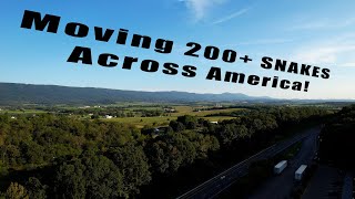 Moving 200 SNAKES Across The Country!