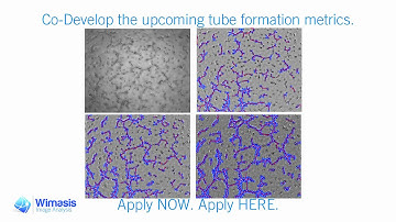 Tube Formation - Co-creation
