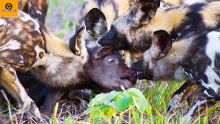 30 Moment WILD DOGS Hunting Brutally Prey With NO MERCY | Wild Animal