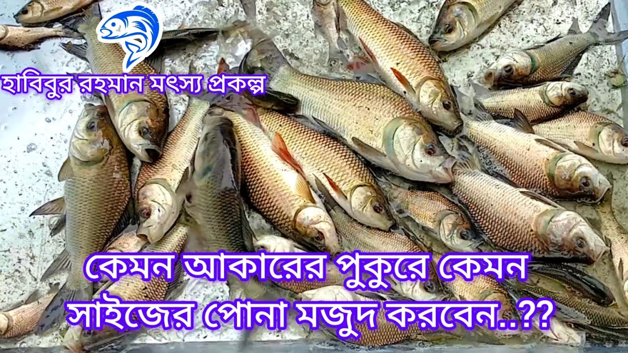১৯৯..কেমন আকারের পুকুরে কেমন সাইজের কার্প জাতীয় মাছের পোনা মজুদ করবেন....??