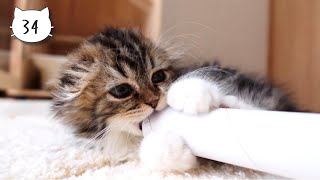 Cute kitten playing with a plastic wrap core. Elle video No.34 by Cute Kitten Elle 841 views 3 weeks ago 2 minutes, 49 seconds