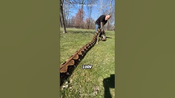 World’s LONGEST Snake 🐍 Reticulated Python