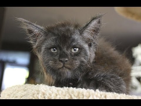 Video: Հոգ տանել փչելուց հետո կատվի համար