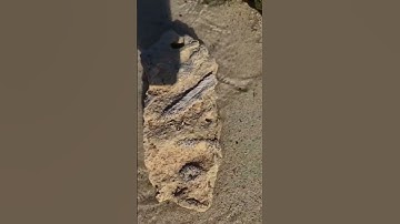 Fossilized coral find at beach Playa del Carmen Mexico #rockhunting #fossilhunting #fossil #explore