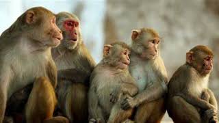 seeing a monkey in a dream