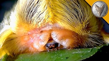 FURRY PUSS CATERPILLAR!