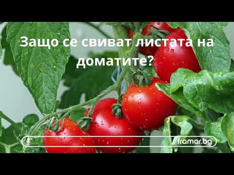 Видео: Увяхване на домати: Причини за увяхване на листата на доматеното растение