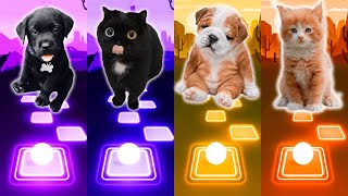 Cute Puppy vs Cute Cats Lady Gaga Bloody Mary Shakira Waka Waka Bongo dog vs cat Tiles Hop EDM Rush!