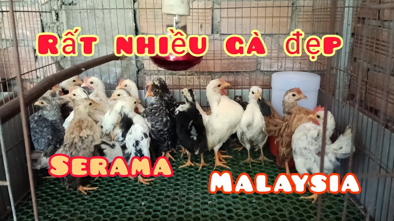 Gà Serama đẹp 17/6 | Trại gà Serama Cần Thơ.