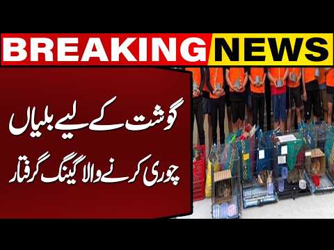 Shocking Cat Theft Case in Vietnam | 12 Suspects Arrested | Breaking News