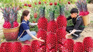 Harvesting Red Pineapple  The world's most exotic pineapple Goes to the market sell