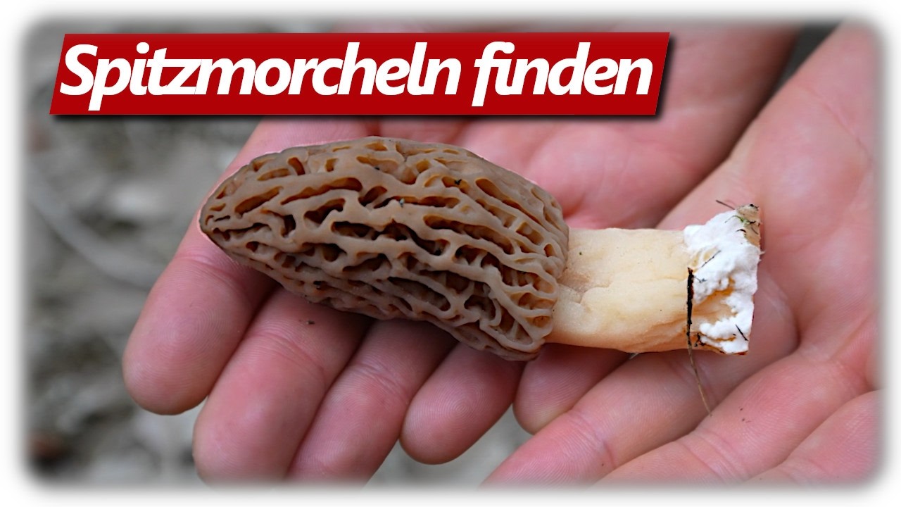 Morchel Chroniken 2026 | Spitzmorcheln im Schwarzwald sammeln mit Pilzfieber