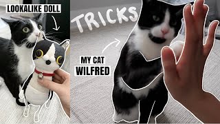 My cat Wilfred can do tricks & Finally picking up my hobbies again after writing an exam | CNDVLOG10