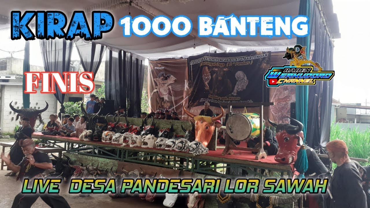 🔵FINIS KIRAP 1000 BANTENG LIVE PANDESARI LOR SAWAH