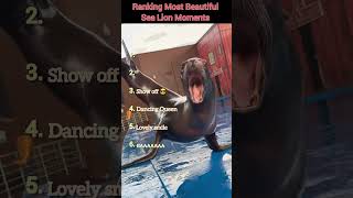 Ranking Most Beautiful Sea Lion Moments 🌊 🦁