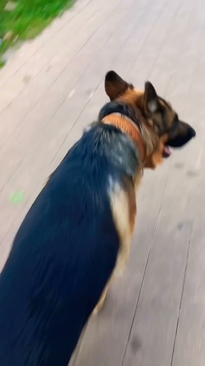 ребята спасиьо вам за 2 тысячи... мы вас очень любим! #dog # ...