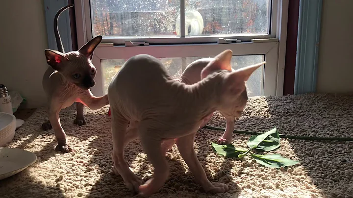 Watch the video about 8 WEEK OLD SPHYNX AND SPHYNXIEBOB KITTENS PLAYTIME CRAZIES!!!