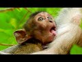 It is full big baby monkey tiredly sucking milk very full while mother fall asleep.