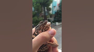 Agressive Chameleon bite