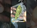 35 Smalls And Mini Ounce Box Review Of OG Kush Gas Or Trash